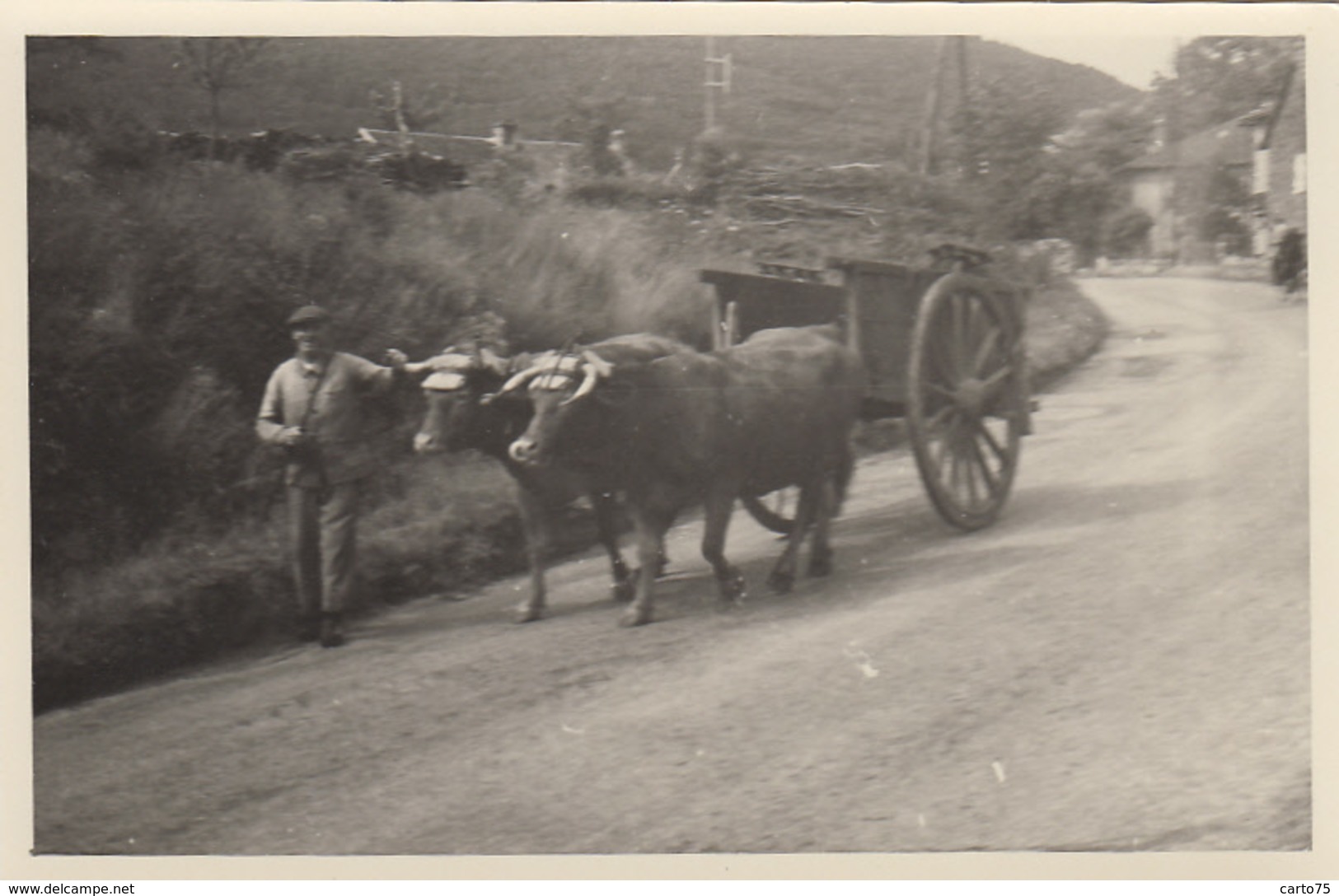 Photographie - Attelage Boeufs - Village - Lieu à Situer - Pyrénées Atlantiques ? - Fotografie