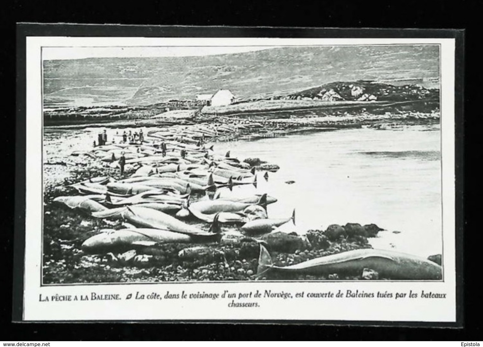 NORVEGE (Norge)  Chasse à La Baleine   (Whaling)  - Coupure De Presse  (encadré Photo) 1927 - Diving