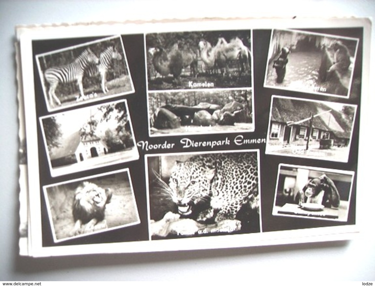 Nederland Holland Pays Bas Emmen Met Dieren Van De Dierentuin 1961  Zoo - Emmen