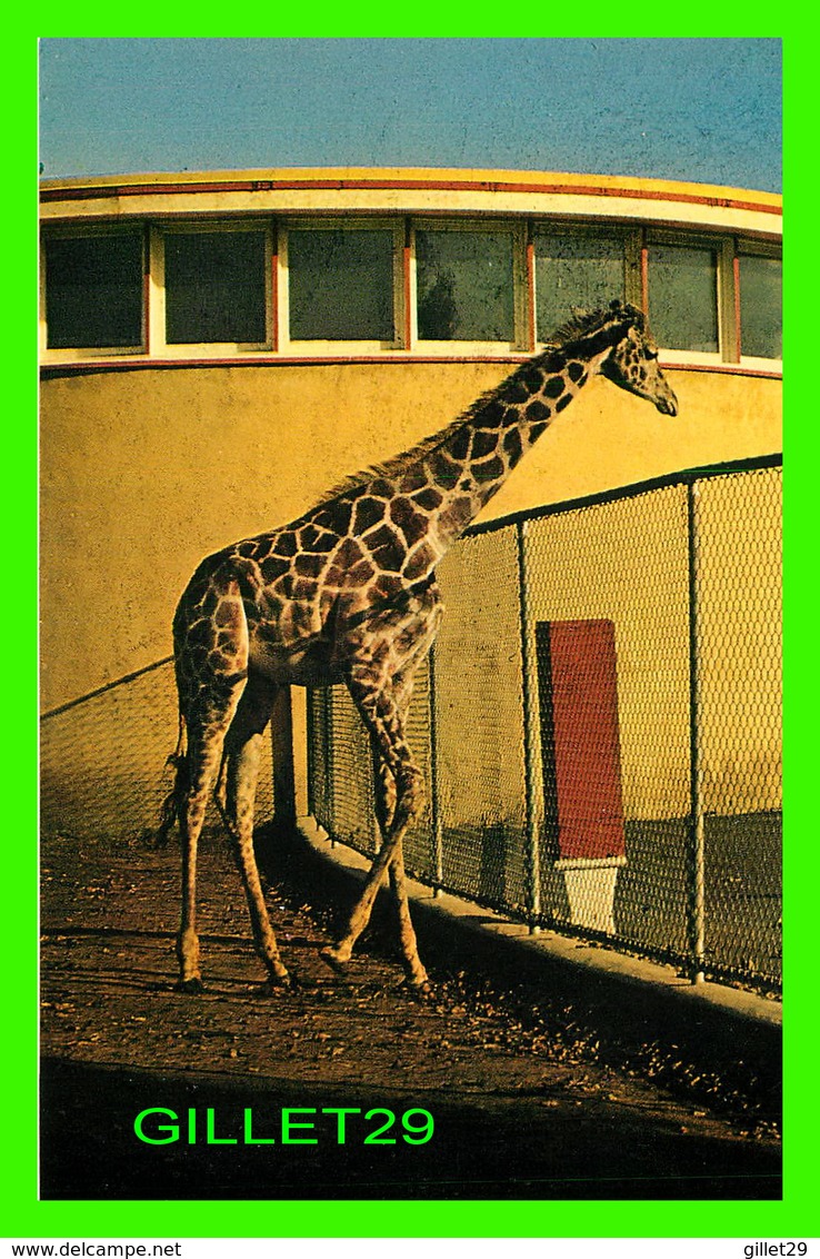 GRANBY, QUÉBEC - JARDIN ZOOLOGIQUE DE GRANBY - UNE GIRAFE RÉTICULÉE D'AFRIQUE - LES DISTRIBUTIONS ECLAIR - - Granby