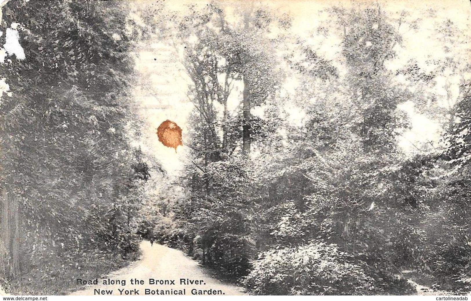 [DC12159] CPA - UNITED STATES - NEW YORK CITY - ROAD ALONG THE BRONX RIVER - BOTANICAL GARDEN - Viaggiata 1925 - Parken & Tuinen