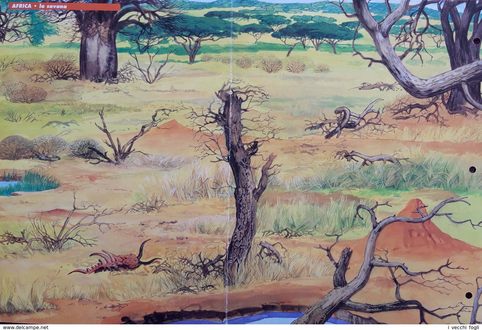 Gioco Di Creazione Compositiva Con Trasferelli. 16 Animali D'Africa Da Trasferire Nei Loro Ambienti: Deserto E Savana. - Autres & Non Classés