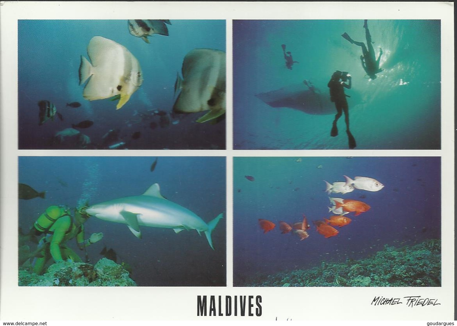 Maldives - Multivue - Destination France , Timbre De 1997 "Rosa Multiflora" - Maldiven