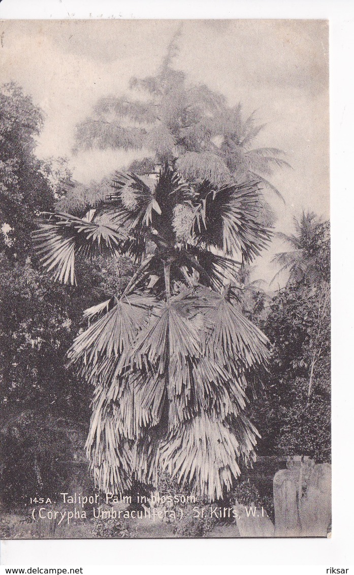 SAINT KITTS(ARBRE) - Saint-Christophe-et-Niévès