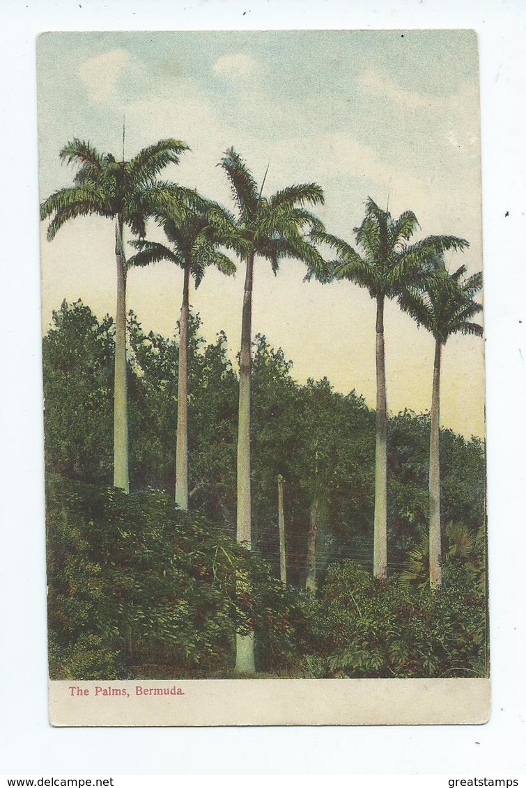 Bahamas  Postcard  The Palms    Unused - Bermudes