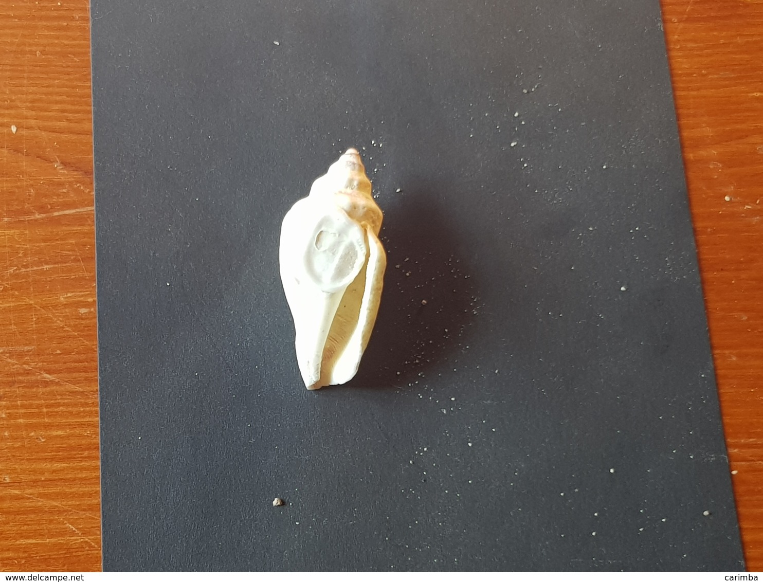 FILIPPINE 45mm. - Seashells & Snail-shells