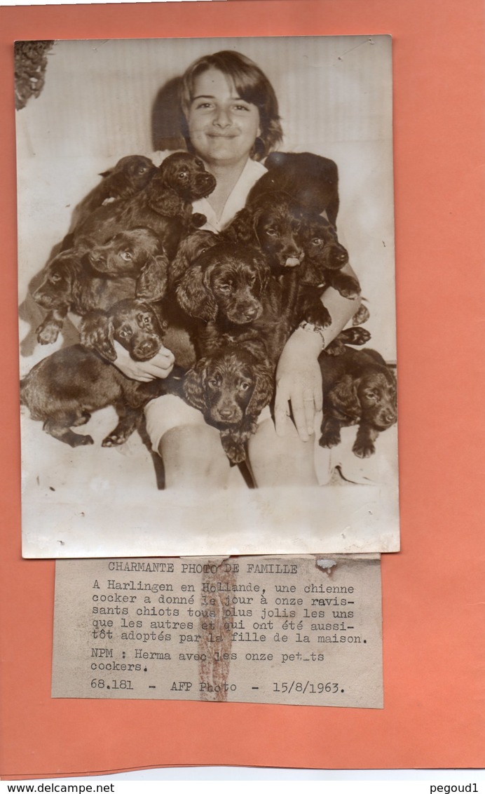 PHOTO. HARLINGEN. CHIENNE COCKER Avec Ses 11 CHIOTS. 1963  Achat Immédiat - Harlingen