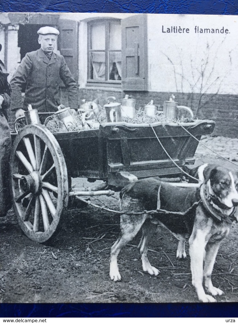 "Laitière Flamande Et Fils Avec Attelage De Chiens "(2369)--"Feldpost-19/12/1914" - Craft