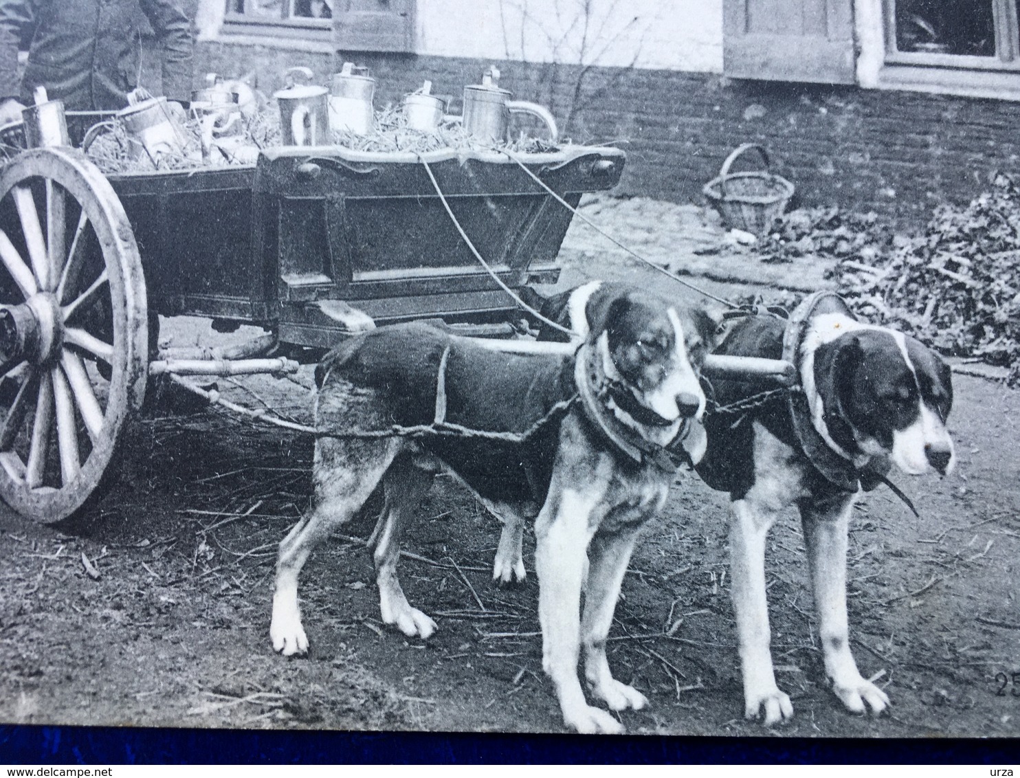 "Laitière flamande et fils avec attelage de chiens "(2369)--"Feldpost-19/12/1914"