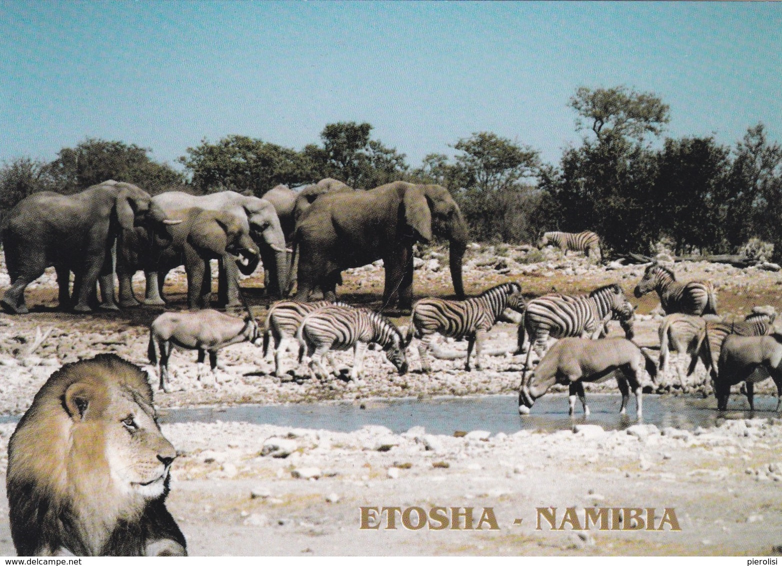 (ST072) - ETOSHA (Namibia) - Un Gruppo Di Animali Nel Parco Nazionale Di Namibia - Namibie