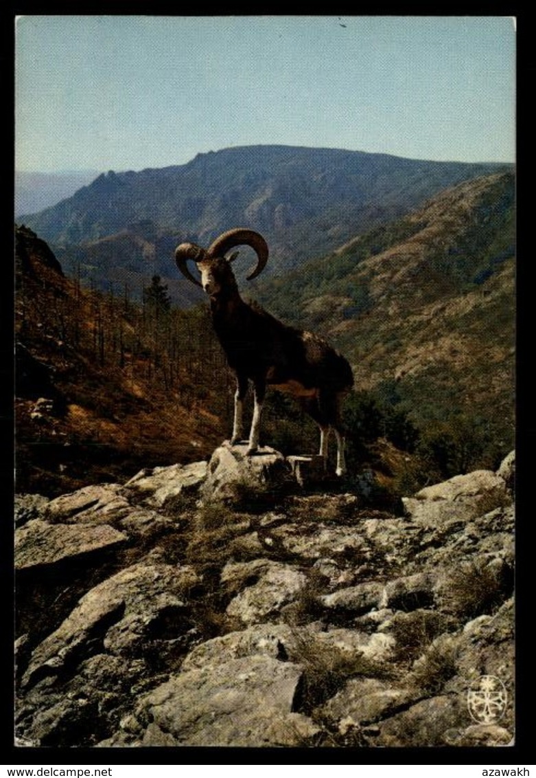 L'Espinouse Mouflon Meditérranéen Ovis Ammon Musimon #2392 - Autres & Non Classés