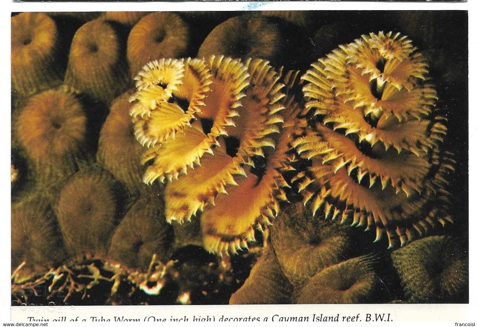 Twin Gill Of A Tube Worm Decorates A Cayman Island Reef. - Cayman Islands