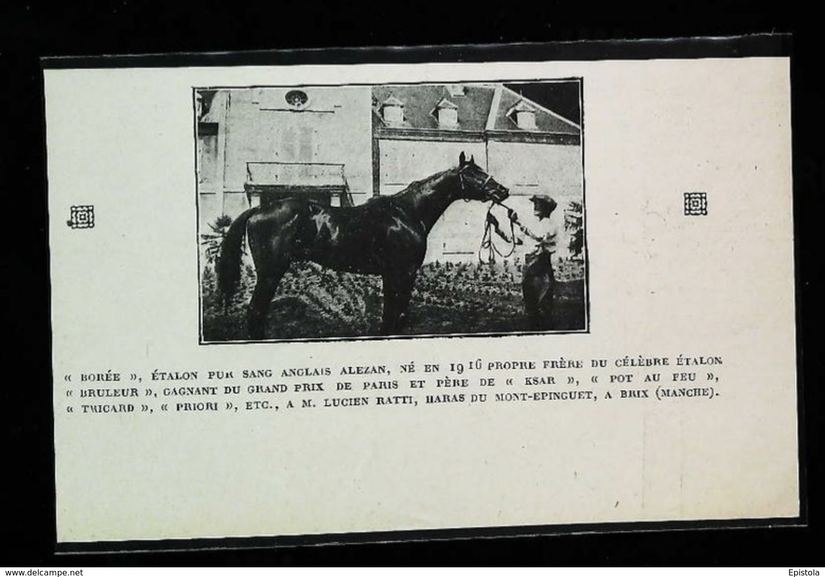 HARAS DU MONT EPINGUET à BRIX (Manche)  -  Présentation Pur Sang Anglais Alezan - Coupure De Presse (encadré Photo) 1926 - Reiten