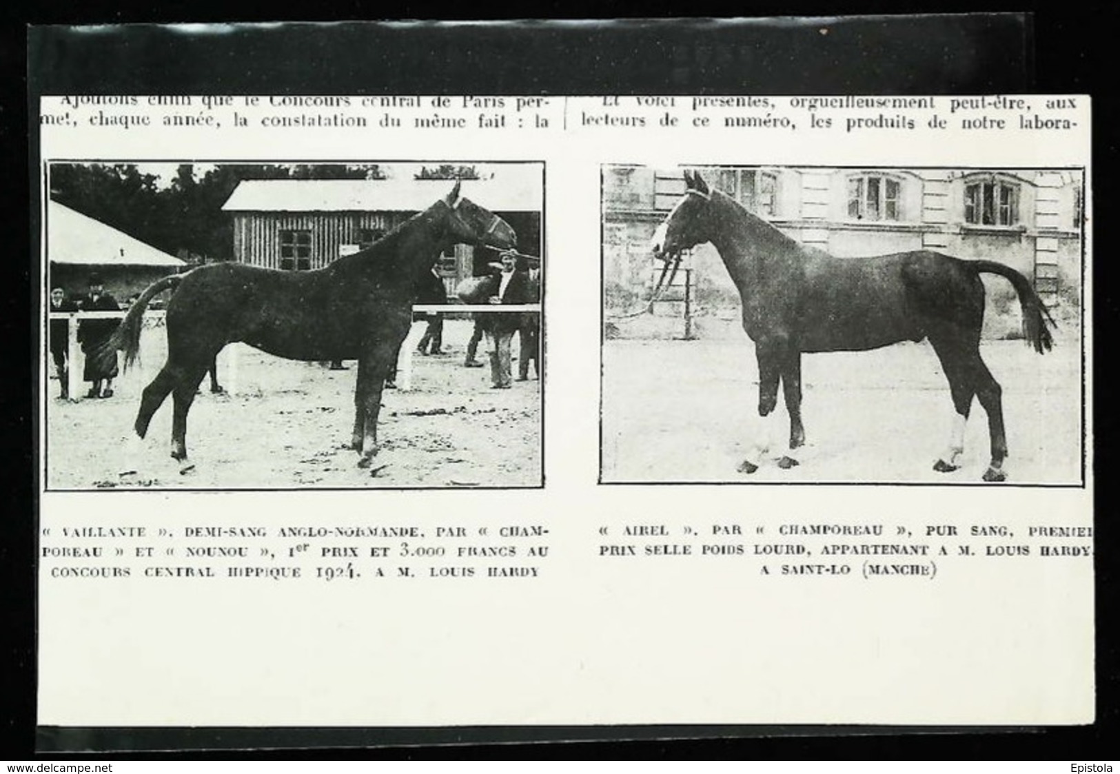 HARAS Louis Hardy (Saint Lo)   -  Présentation Pur Sang   - Coupure De Presse (encadré Photo) 1926 - Equitation