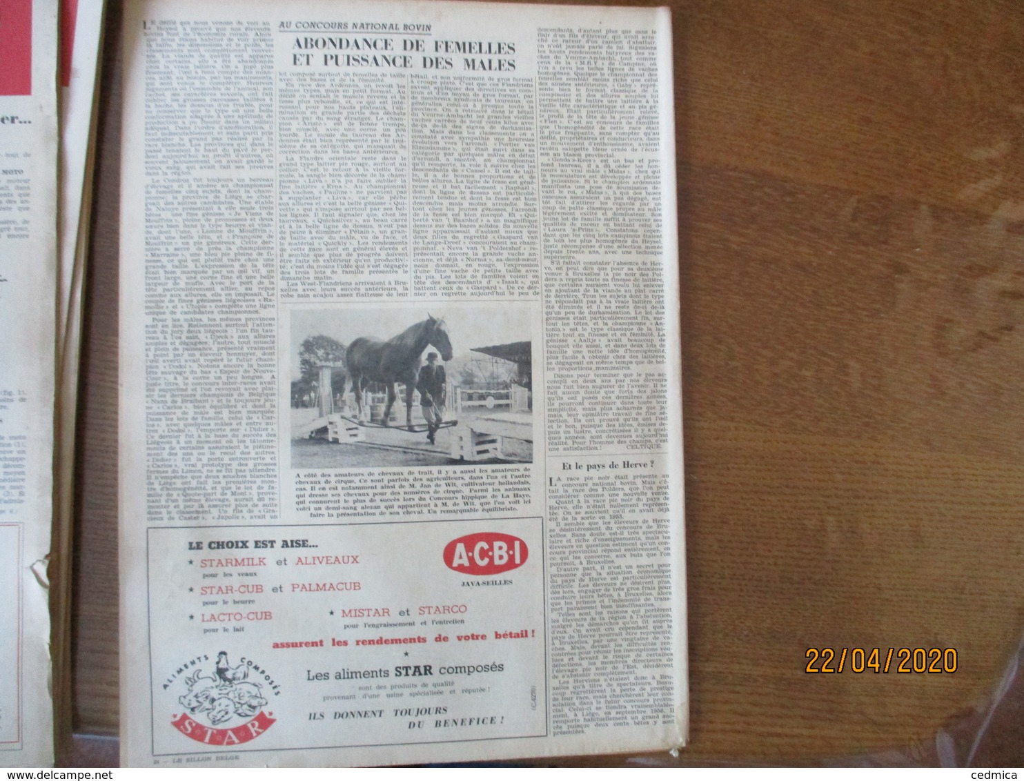 LE SILLON BELGE DU 24 SEPTEMBRE 1955 AVEC LES TAUREAUX QUI ONT PROFITE DE LA LIBERTE ET DE LA PAIX,LE CHEVAL DE TRAIT BE - Animals