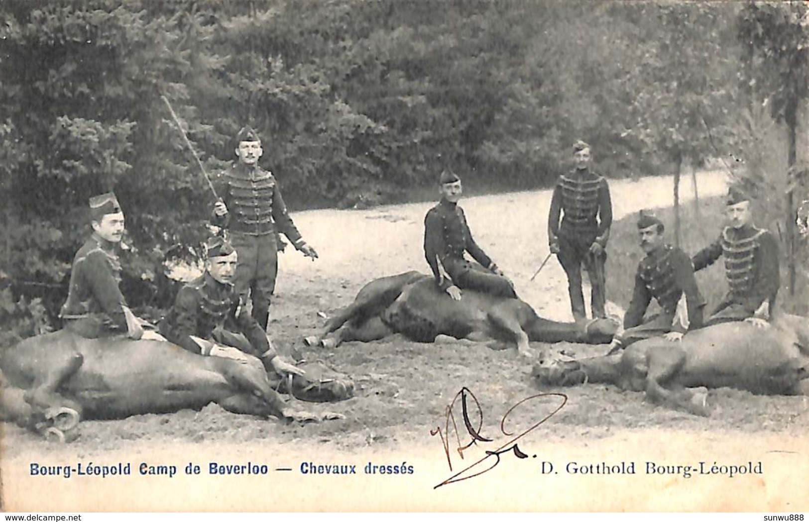 Bourg-Léopold - Camp De Beverloo - Chevaux Dressés Paarden 1906 (animatie D. Gotthold)(vaste Prijs) - Leopoldsburg (Kamp Van Beverloo)