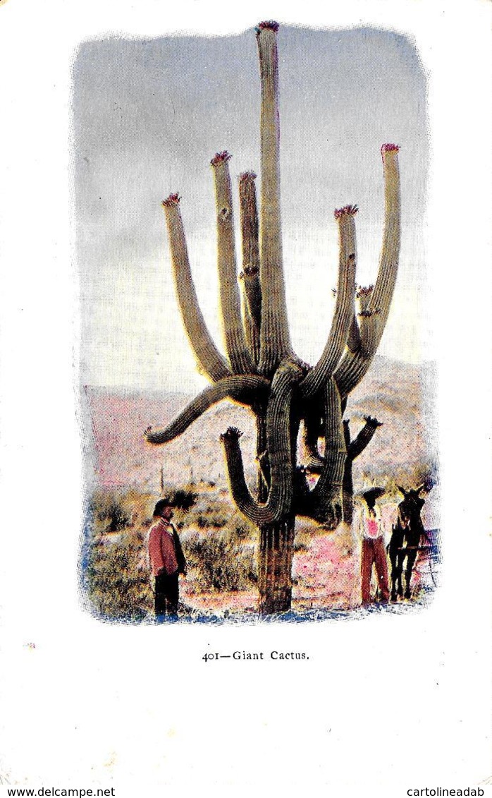 [DC12197] CPA - UNITED STATES - GIANT CACTUS - PERFETTA - Non Viaggiata - Altri & Non Classificati