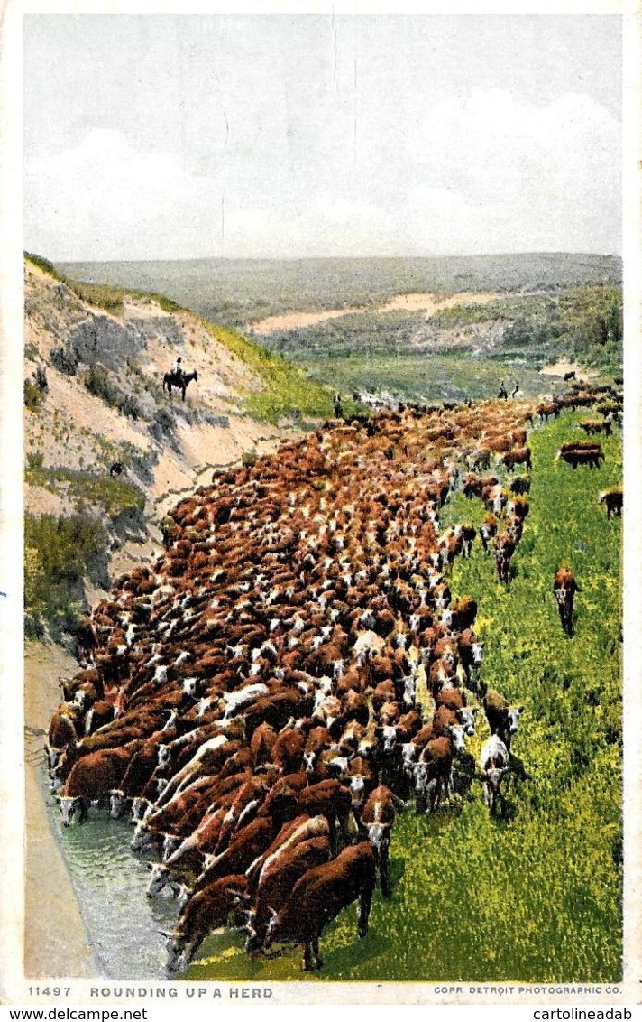 [DC12200] CPA - UNITED STATES - ROUNDING UP A HERD - PERFETTA - Viaggiata 1928 - Otros & Sin Clasificación