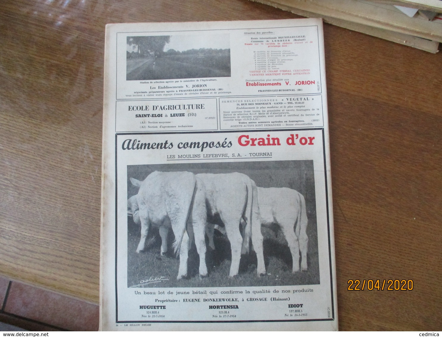 LE SILLON BELGE DU 16 JUILLET 1955 LES GROS TAUREAUX AU CONCOURS DE SOIGNIES,GITANE DE VALEMPREZ POULICHE DE M.DEKIMPE D - Other & Unclassified