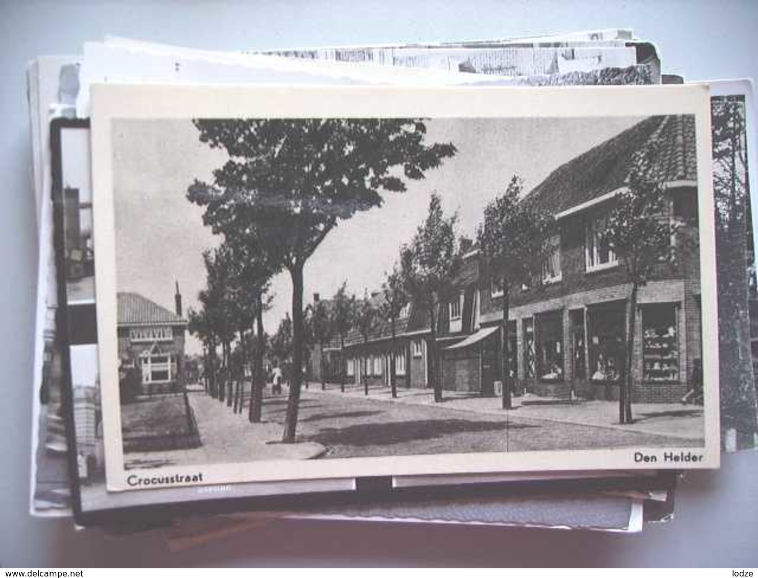 Nederland Holland Pays Bas Den Helder Met Crocusstraat - Den Helder