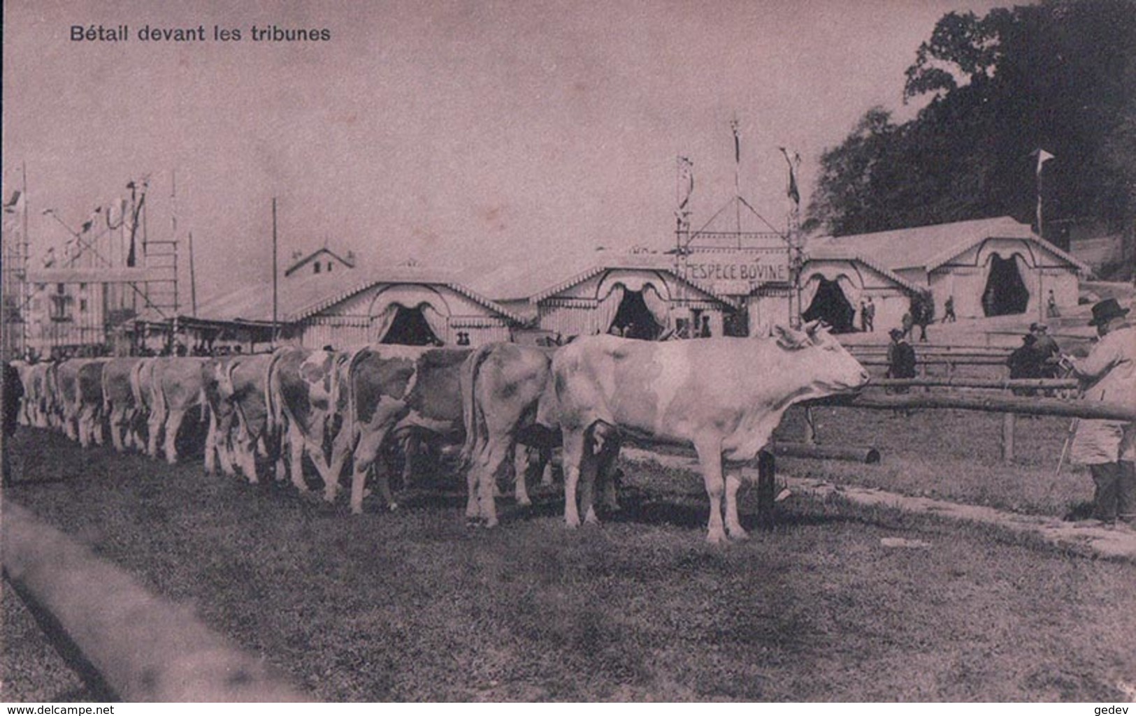 Lausanne VD, Expo D'Agriculture 1910, Comptoir Suisse, Le Bétail Devant Les Tribunes (6) - Lausanne