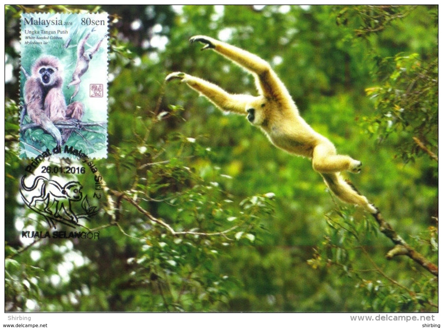 30D : Malaysia 2016 Year Of Monkey ,white Handed Gibbon, Carte Maximum Card,Maxicard,MC - Scimmie