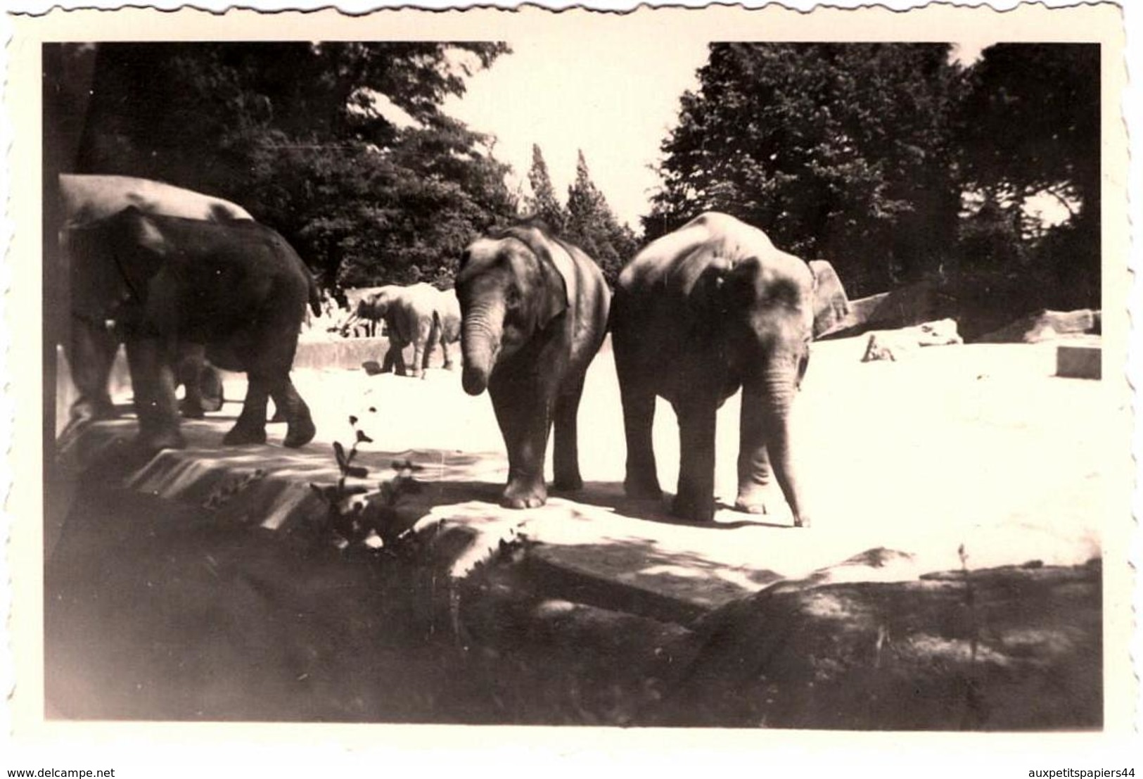 Photo Originale Les éléphants Du Zoo, Tierpark Hagenbeck & Parc Zoologique Allemands En 1957 - Personnes Anonymes