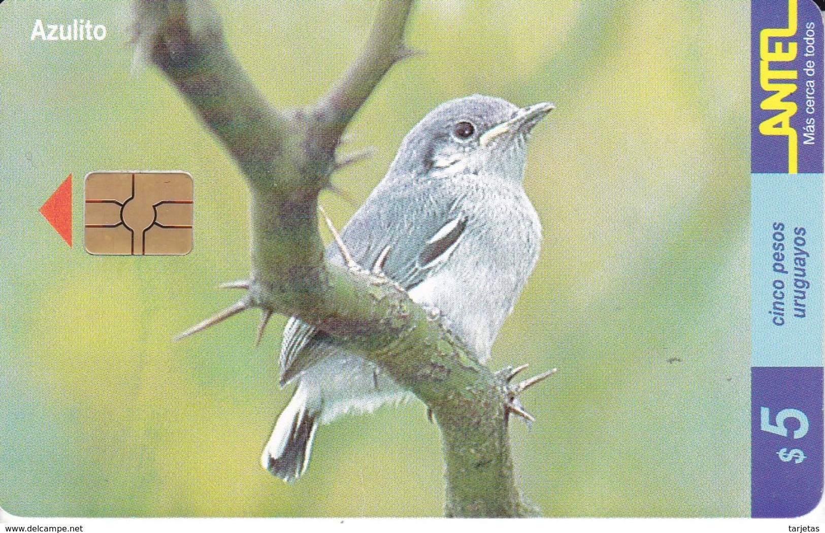 Nº 126 (CHIP ROJO) TARJETA DE UN PAJARO DE URUGUAY AZULITO (BIRD) - Uruguay