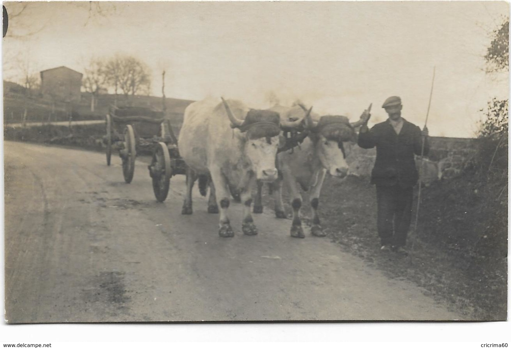 42 - Carte-photo Format Carte De Visite - Emile LACROIX Et Ses Boeufs - Photo TRONCY à BELMONT - Loire. - Belmont De La Loire