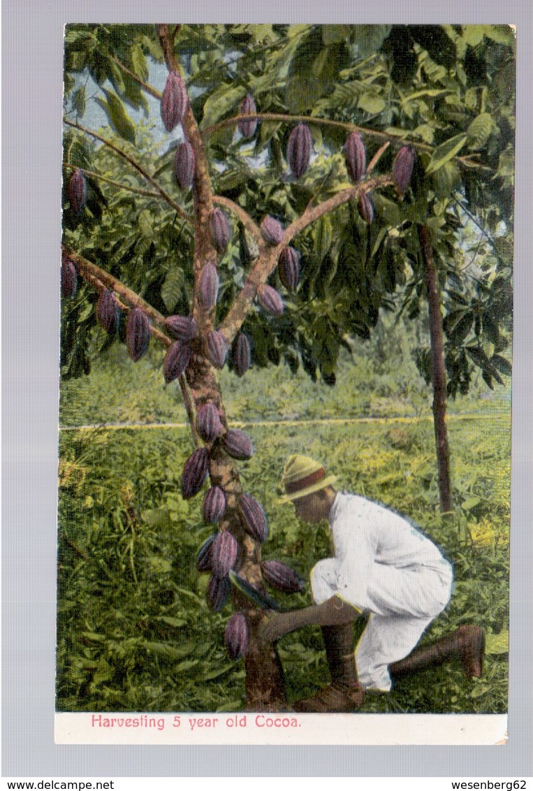 Costa Rica Harvesting 5 Year Old Cocoa Ca 1920 Old Postcard - Costa Rica