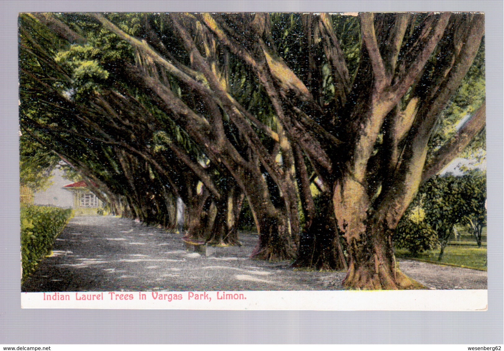 Costa Rica Indian Laurel Trees Vargas Park, Limon Ca 1920 Old Postcard - Costa Rica