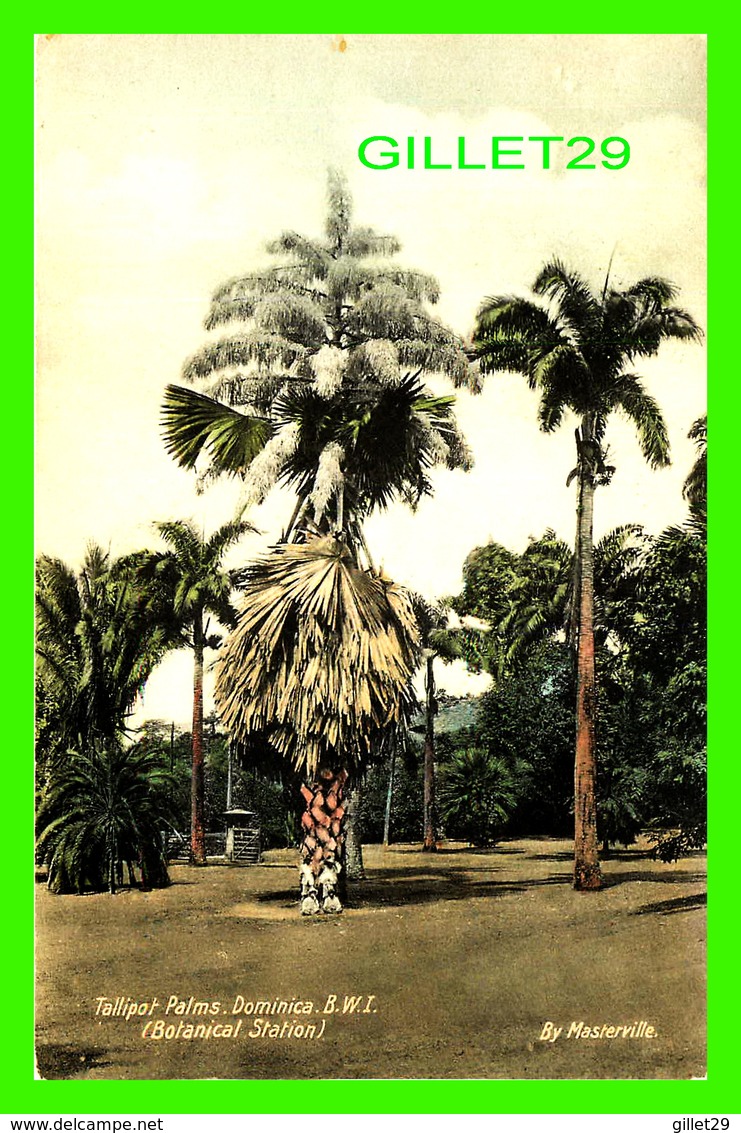 DOMINIQUE, ANTILLES - TALLIPOT PALMS, DOMINICA BY MASTERVILLE - TRAVEL IN 1932 - - Dominique