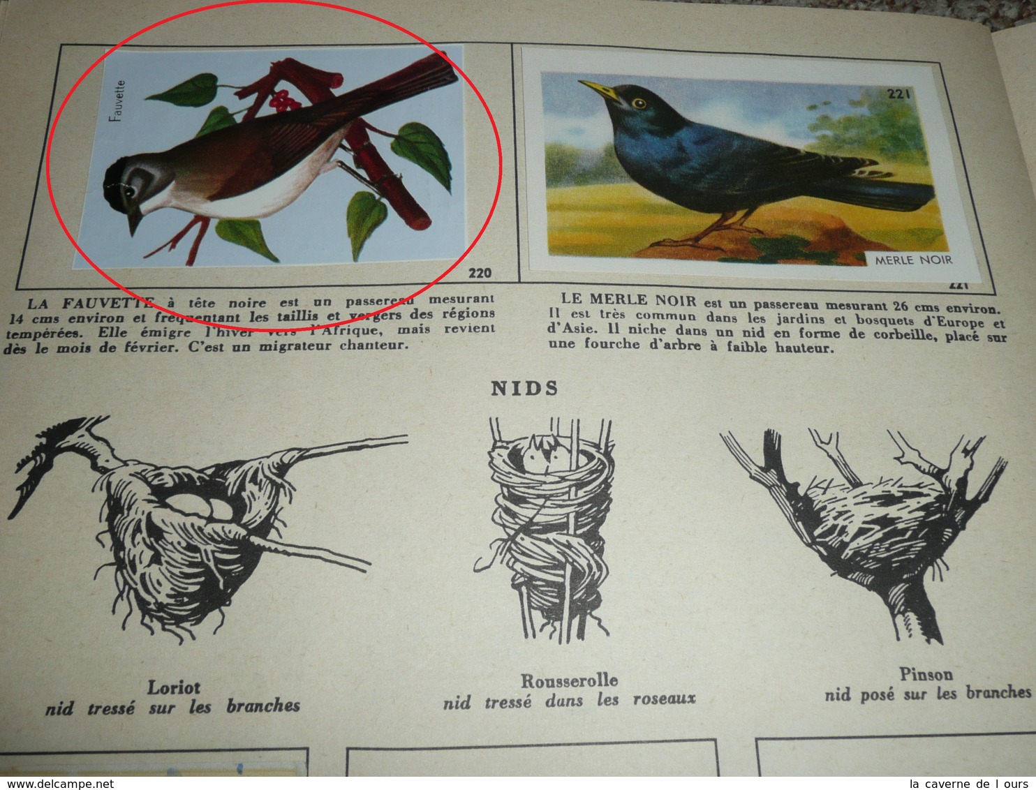 Rare album collecteur d'images chromos, publicitaire Entremets FRANCORUSSE N°2, Nature, Oiseaux et Papillons