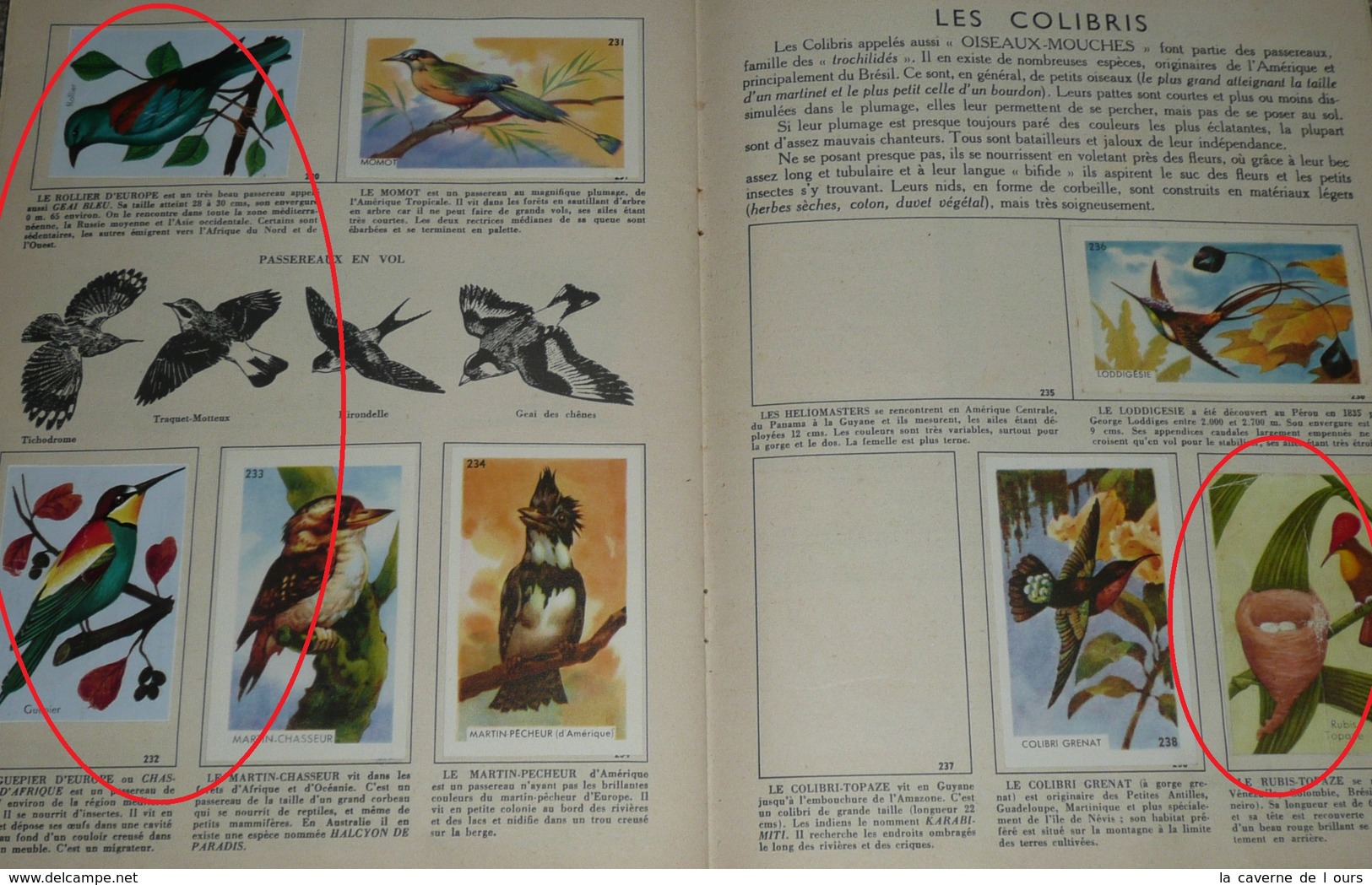 Rare album collecteur d'images chromos, publicitaire Entremets FRANCORUSSE N°2, Nature, Oiseaux et Papillons