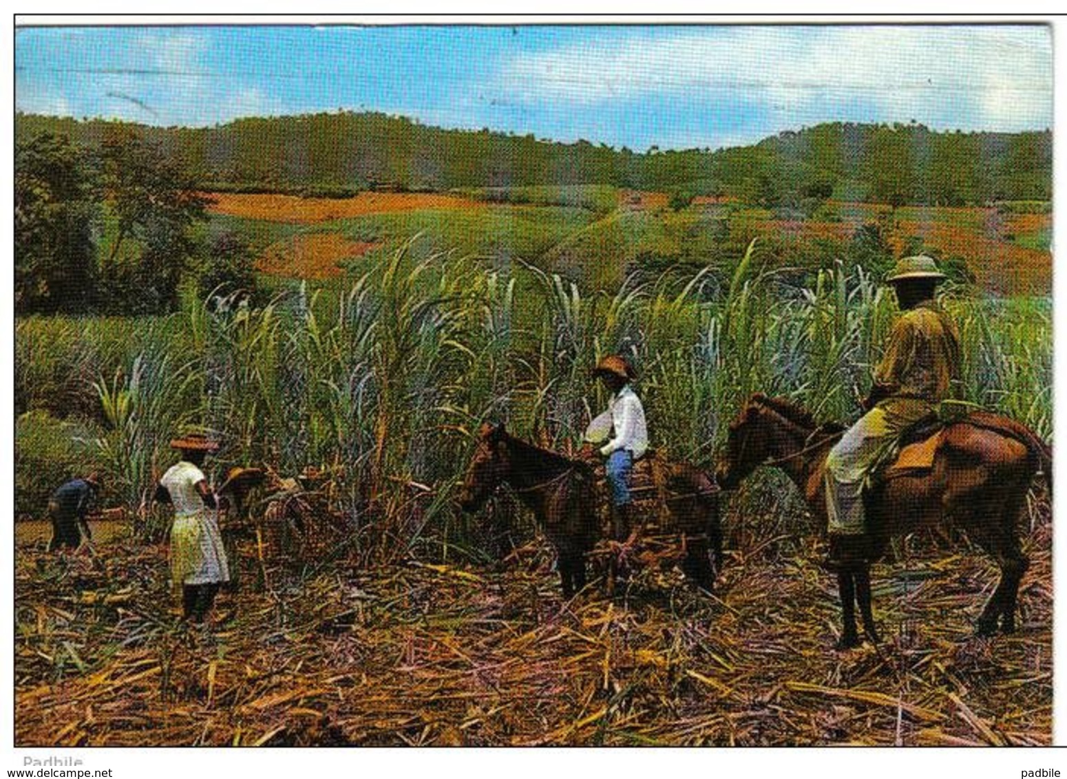 Carte Postale  Martinique Trinite  Récolte De La Canne à Sucre Très Beau Plan - La Trinite