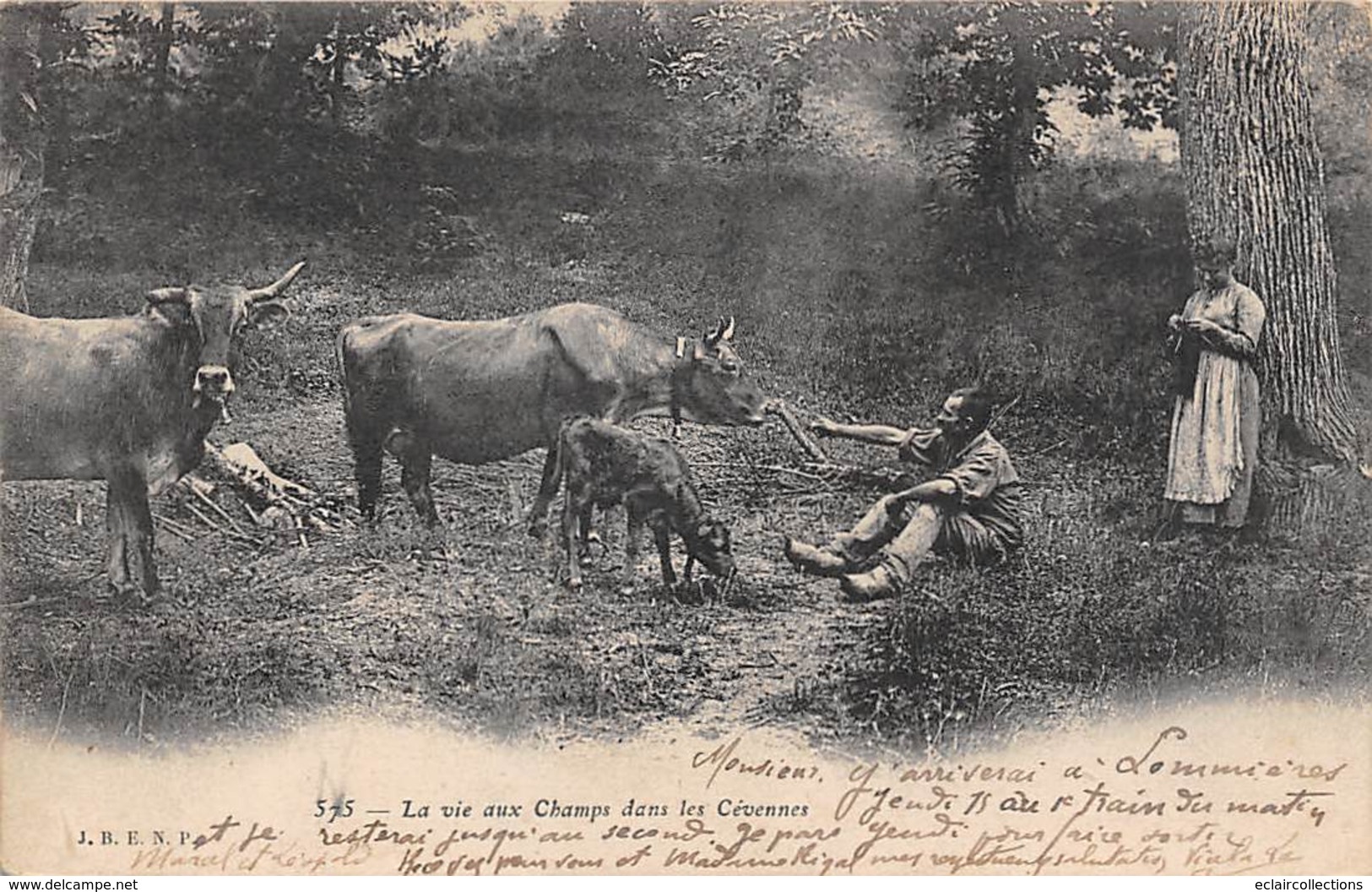 Non Localisé Divers     30         La Vie Aux Champs Dans Les Cévennes . Gardien De Vaches     (voir Scan) - Other & Unclassified