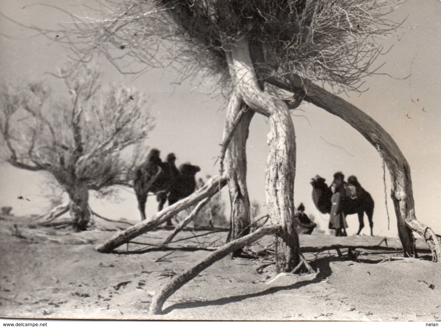 MONGOLIA-REAL PHOTO - Mongolia