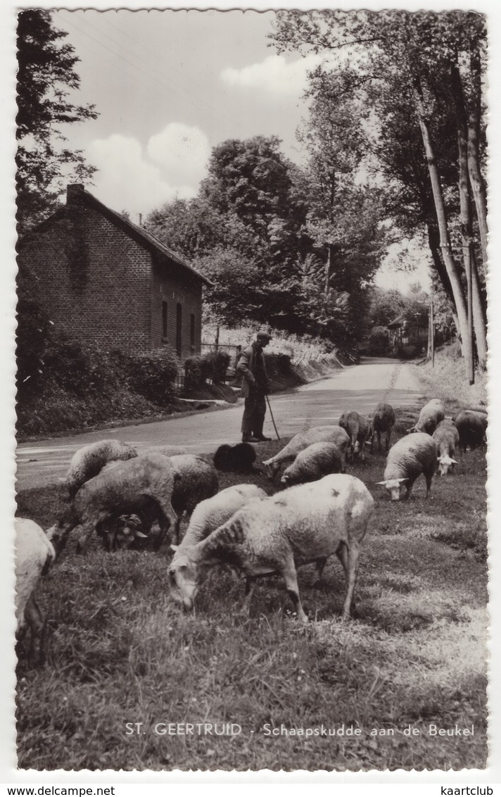 St. Geertruid - Schaapskudde Aan De Beukel - (Holland) - Margraten