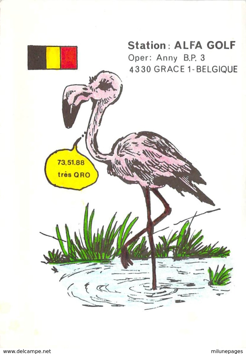 Citizen Band Carte QSL Grace Belgique Flamant Rose 1980 - CB