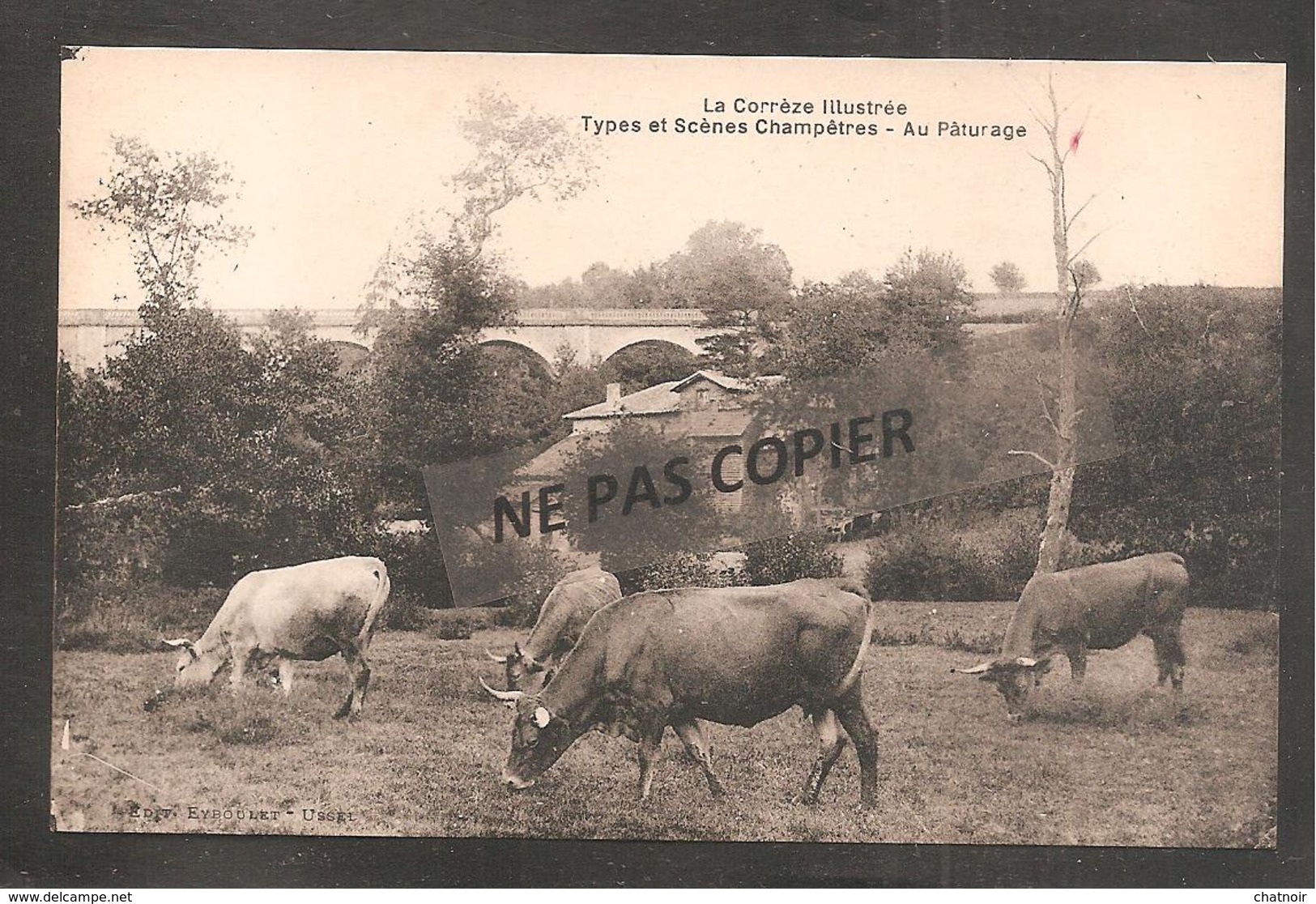 La Correze Illustree   Au Paturage    Vaches - Other & Unclassified