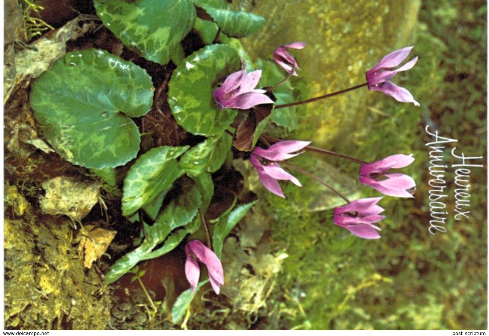 Lot 200- Thème - fleur plante -  environ 120 cartes