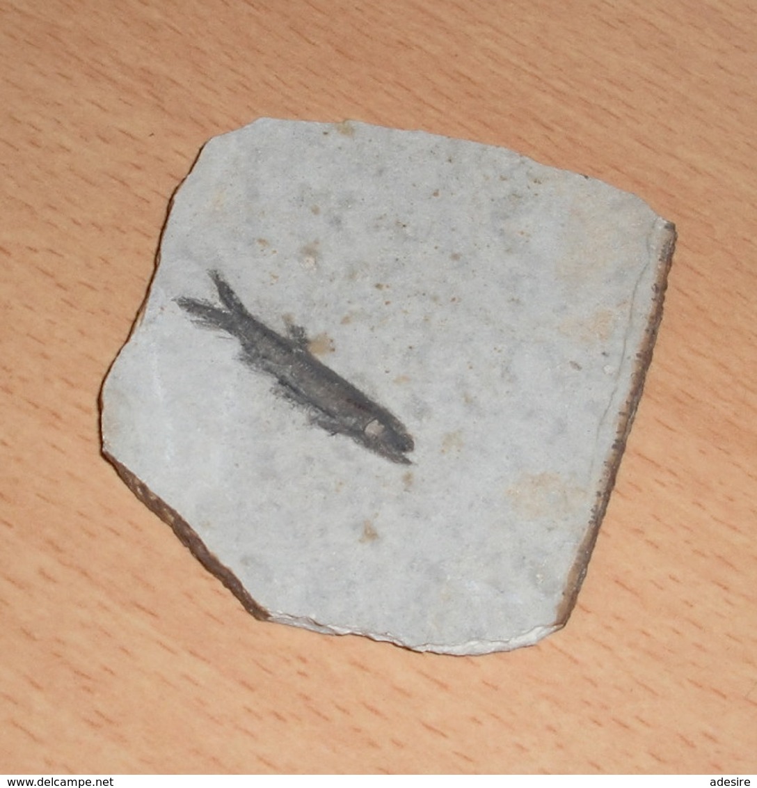 RARITÄT - FOSSIL … FISCH In STEIN, Wunderschönes Stück, 8 X 7 X 0,6 Cm - Fossilien
