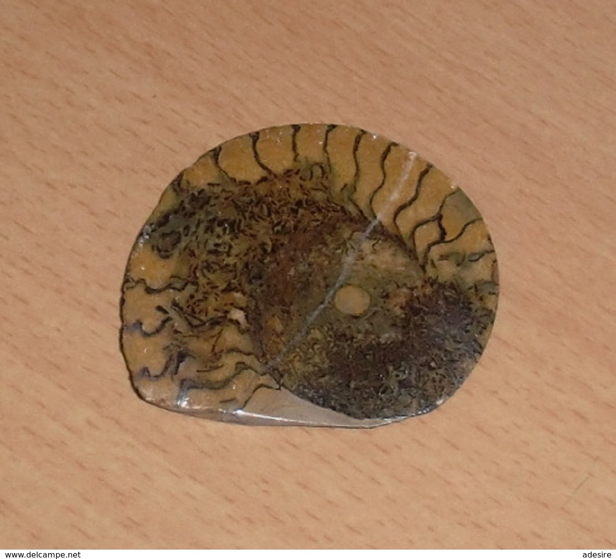 RARITÄT - FOSSIL … Versteinerte Schneckenmuschel Geschliffen Und Poliert, Wunderschönes Einzelstück, 7,5 X 6,3 X 1 Cm - Fossiles