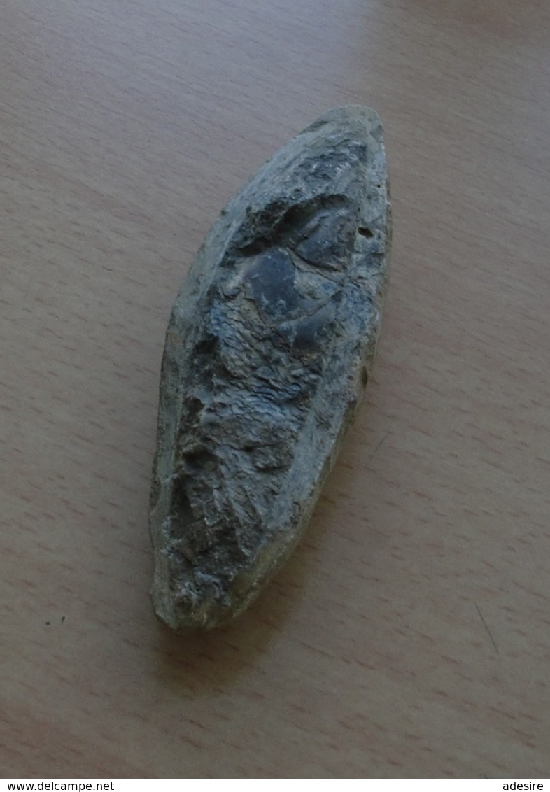 FOSSIL, Größe Ca. 12 X 4 X 3 Cm - Fossilien