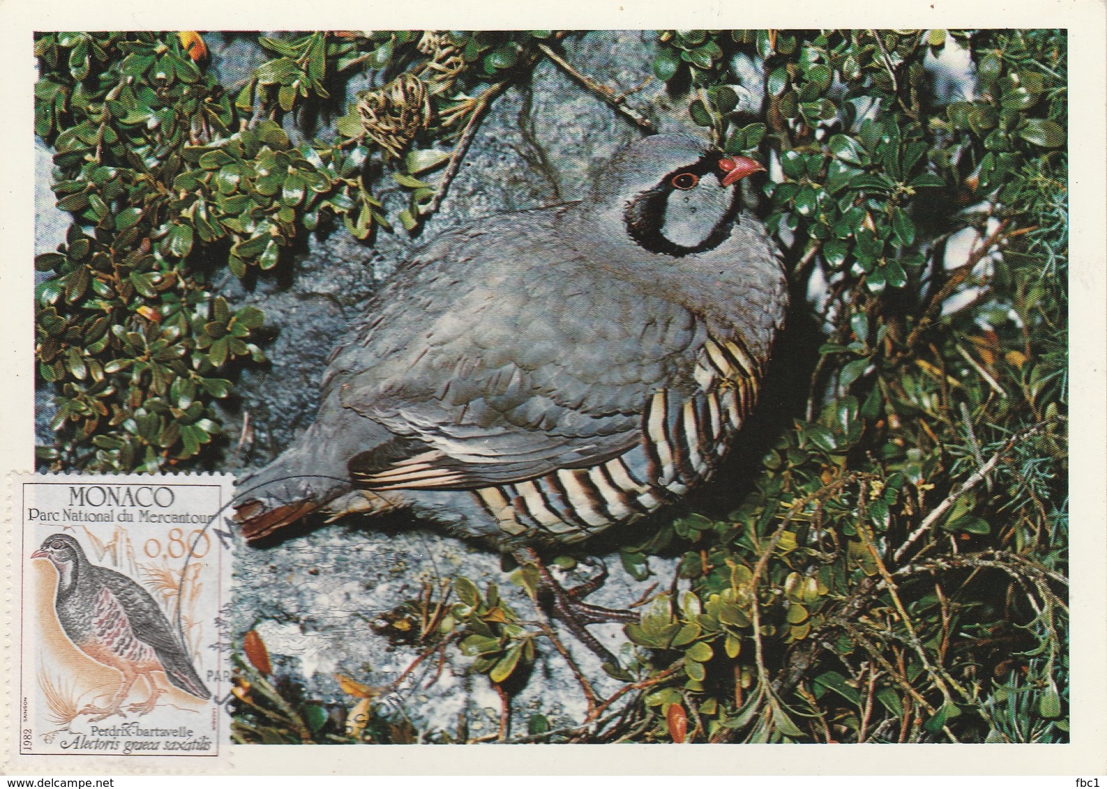 Carte Maximum - Oiseaux - Monaco - Perdrix Bartavelle - 1982 - - Perdrix, Cailles