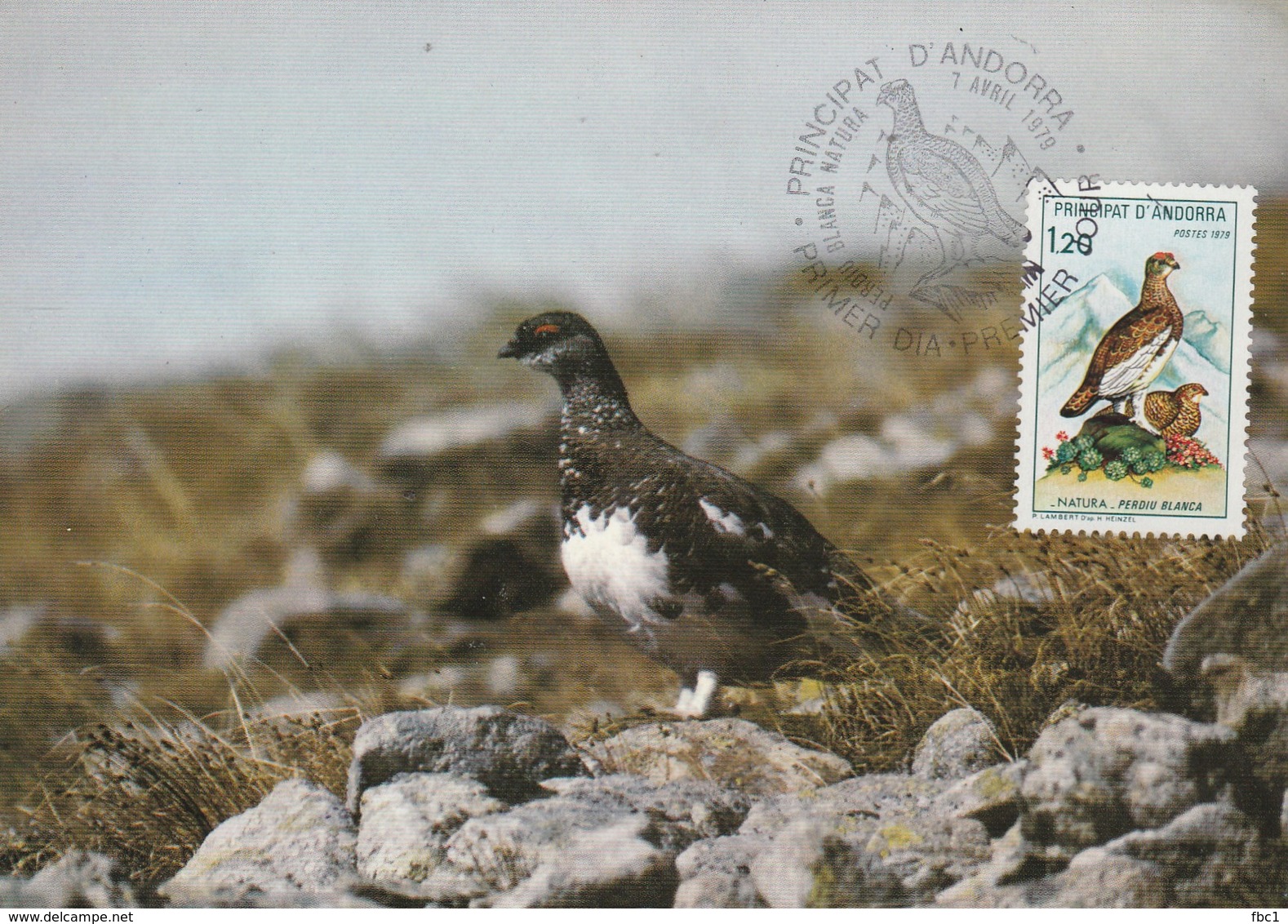 Carte Maximum - Oiseaux - Andorre - Perdrix Blanche 1979 - Perdrix, Cailles