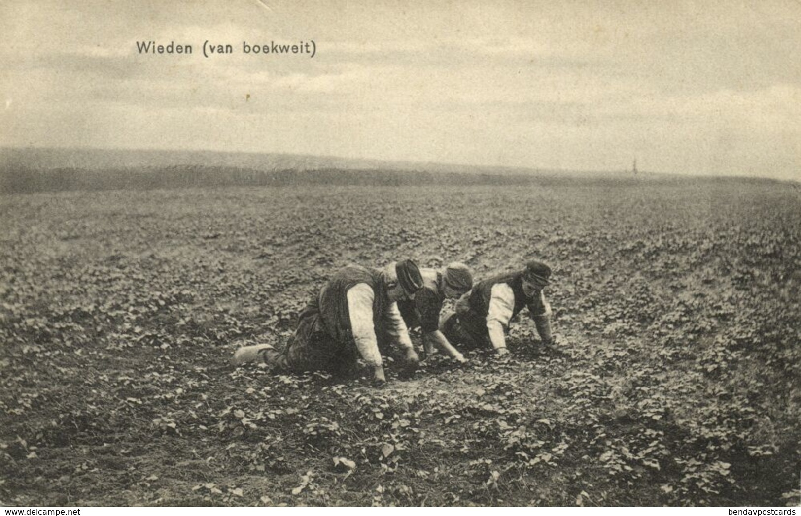 Nederland, BRABANT, Landarbeider Wieden Van Boekweit (1910s) Ansichtkaart - Andere & Zonder Classificatie