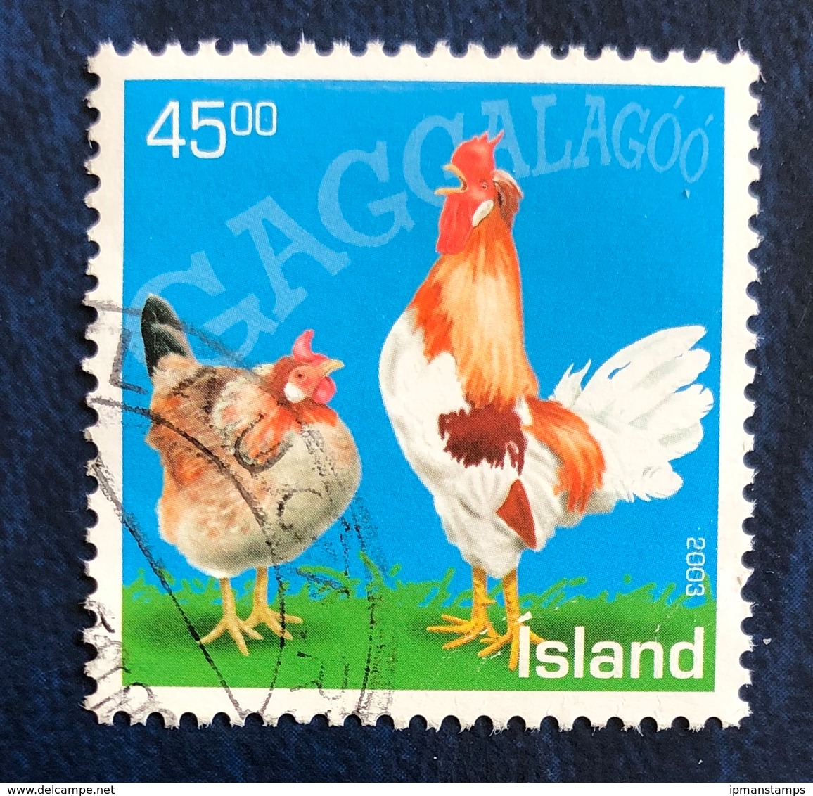 Polli D'Islanda - Icelandic Chickens - Usati