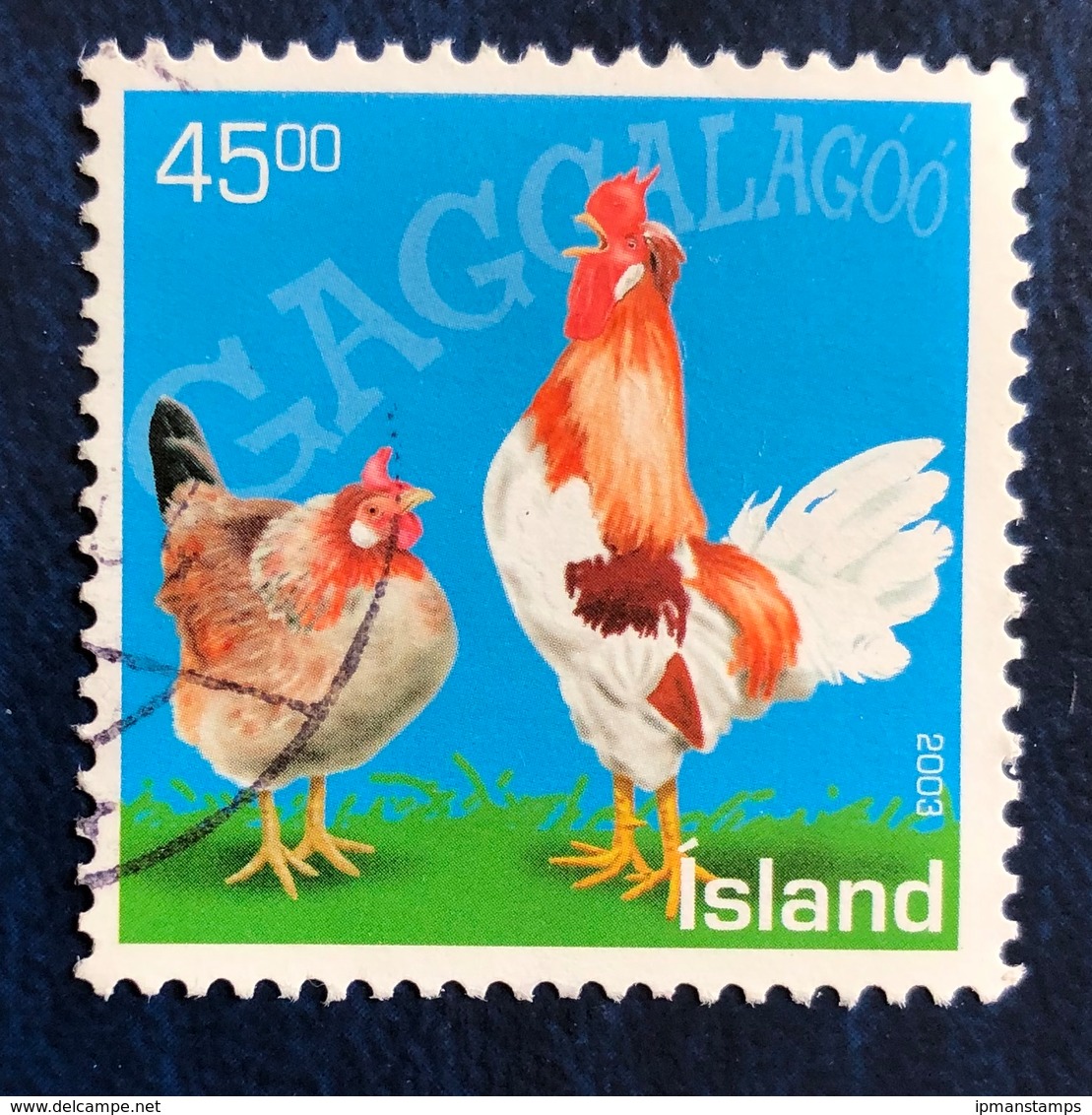 Polli D'Islanda - Icelandic Chickens - Usados