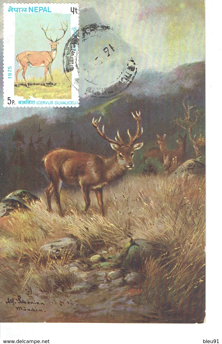 CARTE MAXIMUM CERVUS DUVAUCELI 1975 - Nepal